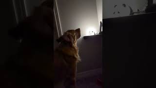 Golden Retriever Discovers Power of Bark to Control Lamp