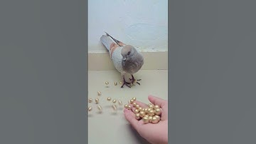 📿🐕 Reverse Video ASMR #marblerunandmore #satisfying #shorts