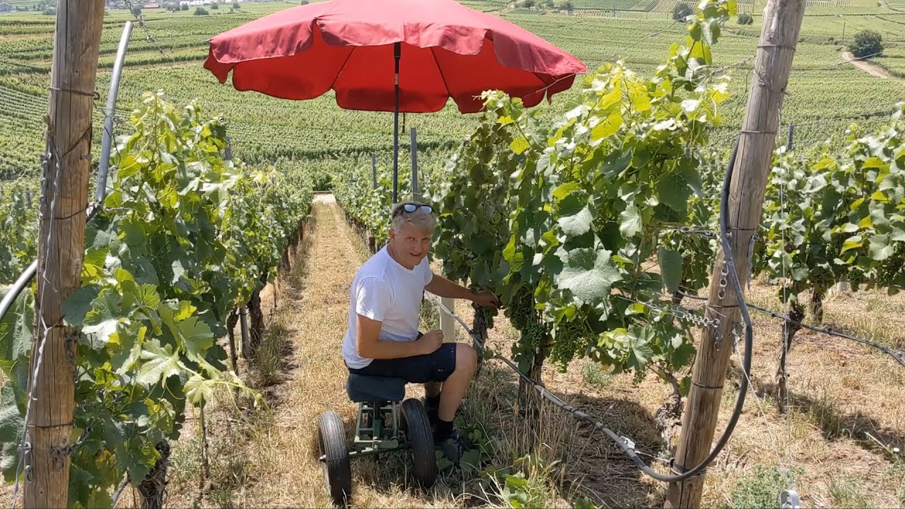 Sommer 2022 im Weinberg. Trockenheit, Entblätterung, Netze, Tiere usw.