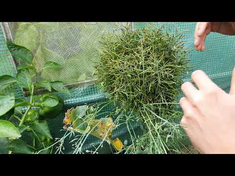 Wideo: Dobre nasiona marchwi: opinia ogrodników