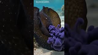 The Sea Hare uses a remarkable defense mechanism by releasing purple ink #oceanlife #seahare