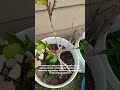 2026 #8#oldschool #moneysavingtips #gardening #tomato #growyourownfood #homestead#backyardgarden
