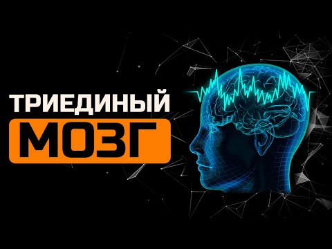Триединый мозг или как инстинкты управляют тобой. М и Ж Часть 1