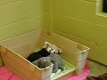 Middle of video