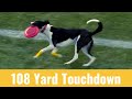 Frisbee rob 108 yard touc.own during edmonton elks halftime show