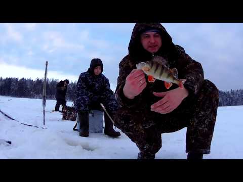 Video: Pike Perch For Gourmets. Burbot With Filling