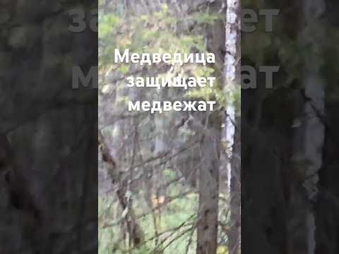 Медведица защищает медвежат #медведь #медвежата #встреча #лес #шортс #shorts