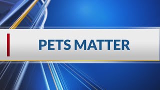 Overpopulated shelters in Shreveport-Bossier