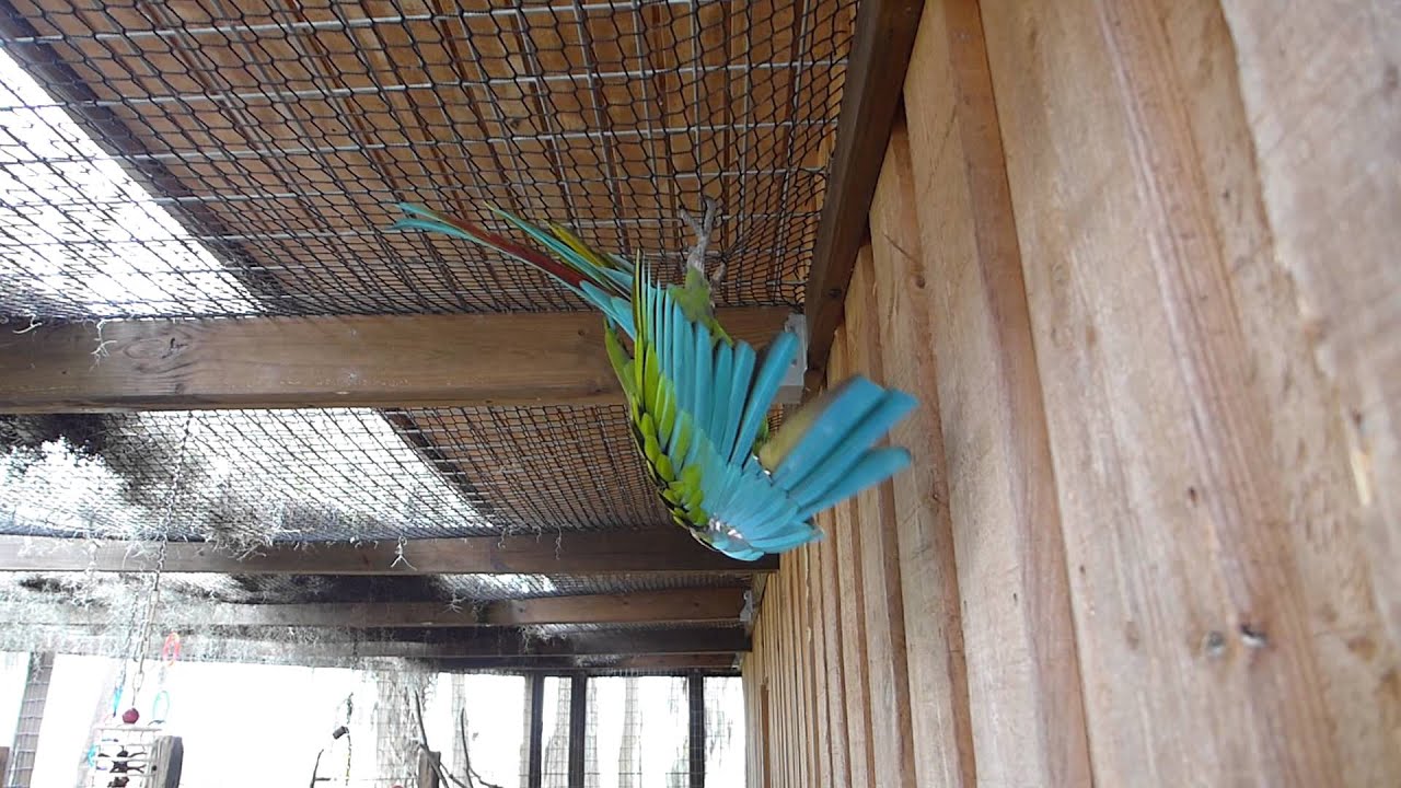 festival of lights 00267