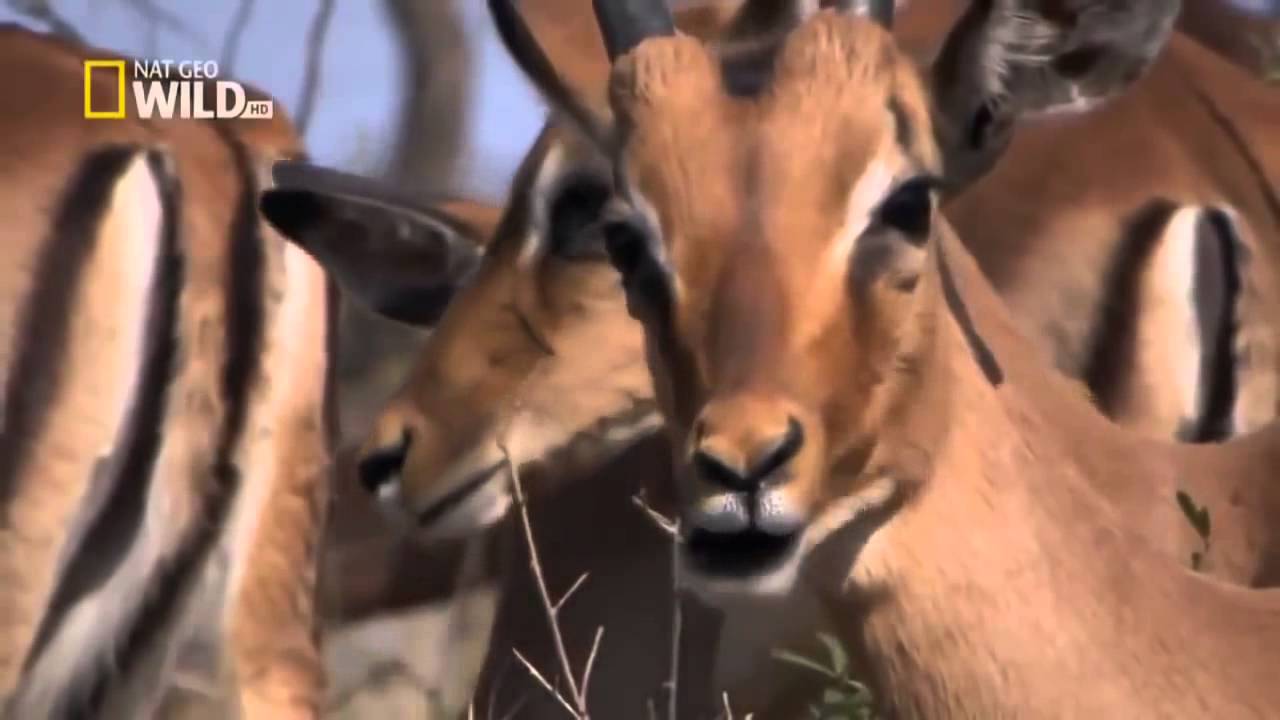 Nat Geo Wild HD Predators Wild Dogs HD Nature Documentary