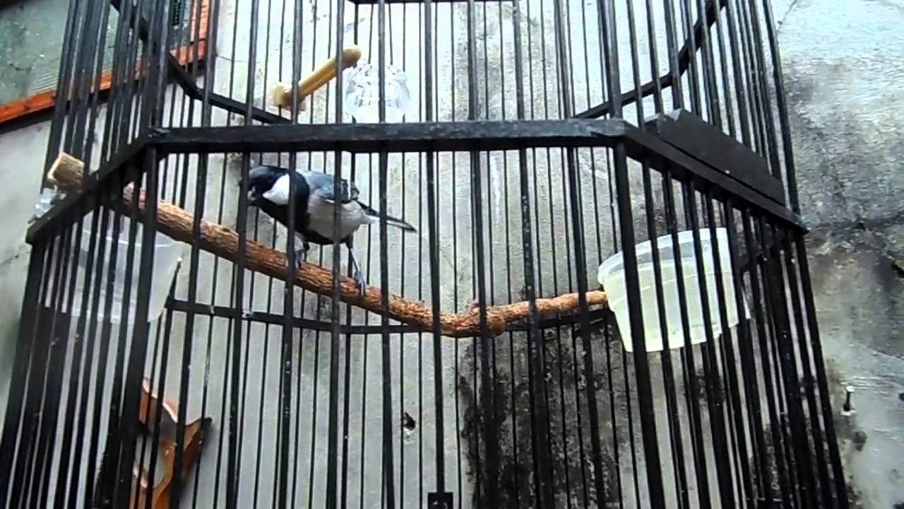 Burung Gelatik Koleksi Rumah Kicau KMJ 