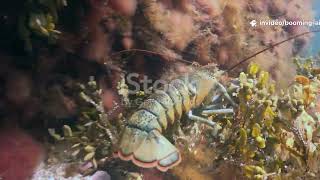 How AI Saves Our Oceans (In 100 Seconds)