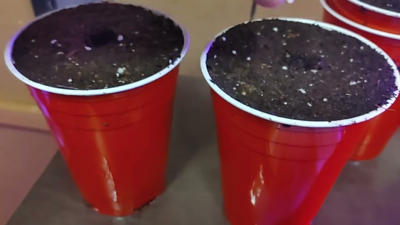 Dr Greenthumb - Outdoor grow - Jack Herer Fast-Grape Gorilla Auto - getting started! 