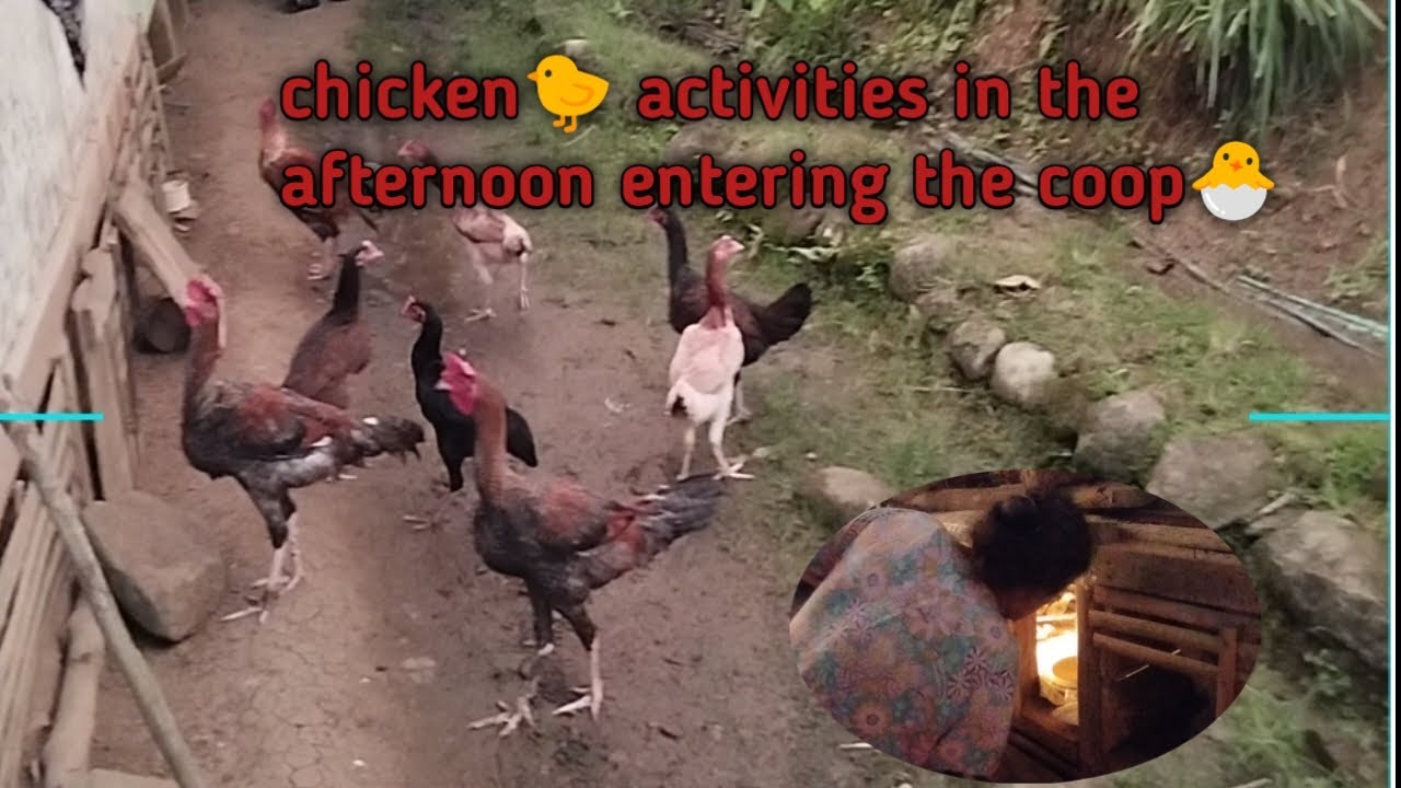 In the afternoon, the chickens🐔 enter the coop, there are grandfather 👴and grandmother👵