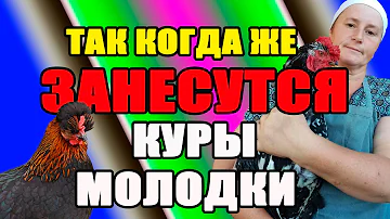 Так когда же ЗАНЕСУТСЯ куры молодки. С какого возраста куры несут яйца.