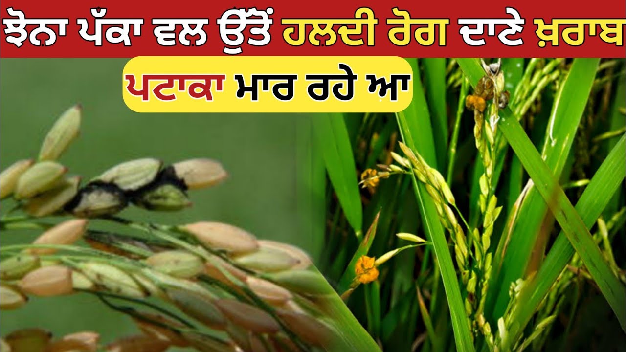 Paddy False Smut । Haldi Rog In Paddy