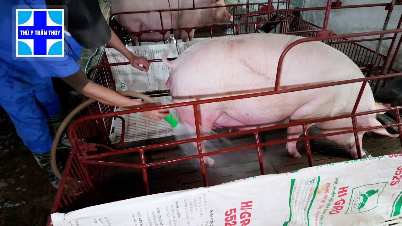 Có nên tắm cho heo nái không?