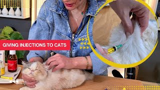How To Give Injection To Cat At Home