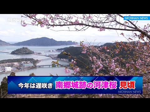 今年は遅咲き 南郷城跡の「河津桜」見頃（宮崎県日南市）