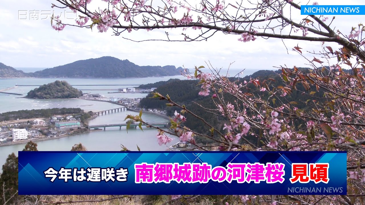 This year's Kawazu cherry blossoms bloom late at the Nango Castle