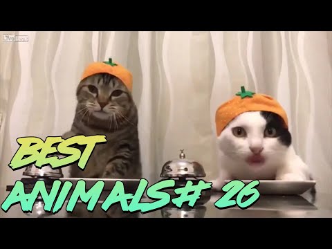 Видео: Best Animals Coub #26 | Лучшие кубы с животными №26 (Март 2020)