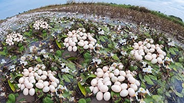 WOW WOW - A man pick a lot of duck eggs by skills hand at rice field amazing