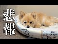 【ご報告】ポメくんのことで残念なお話があります…