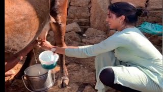 Cow milking by hand | full HD milking video | indian hardworking  girl well done sis