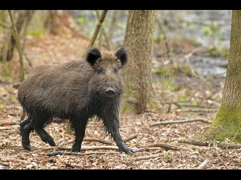 Krynica Morska-dziki🐗Atak dzików na ludzi w Krynicy Morskiej