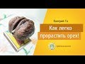 Валерий Го "Как  легко прорастить  орех!"