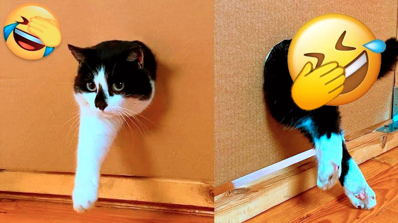 Only 1% Can Watch Without Laughing 😹🐶 Cats & Dogs 2026 😑 #FunnyDogs #FunnyCats