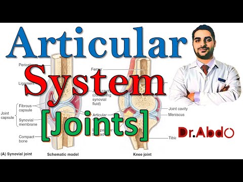 9. Articular System [Joints] || مقدمة عن علم التشريح - سنة أولى طب || المفاصل || (M1000) || [12]