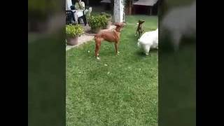 ACE - Gemma (#13553)