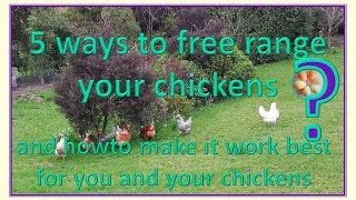 5 ways to free range your chickens  which will be best for you?