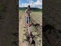 #Hand-operated ditch opener#光和 plan#likabilityincentiveplan