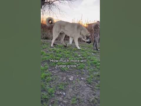 At 10 months old our livestock guardian dog Judge is 34” at the