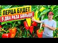 Урожай сладкого перца увеличится вдвое, если его вовремя собрать!