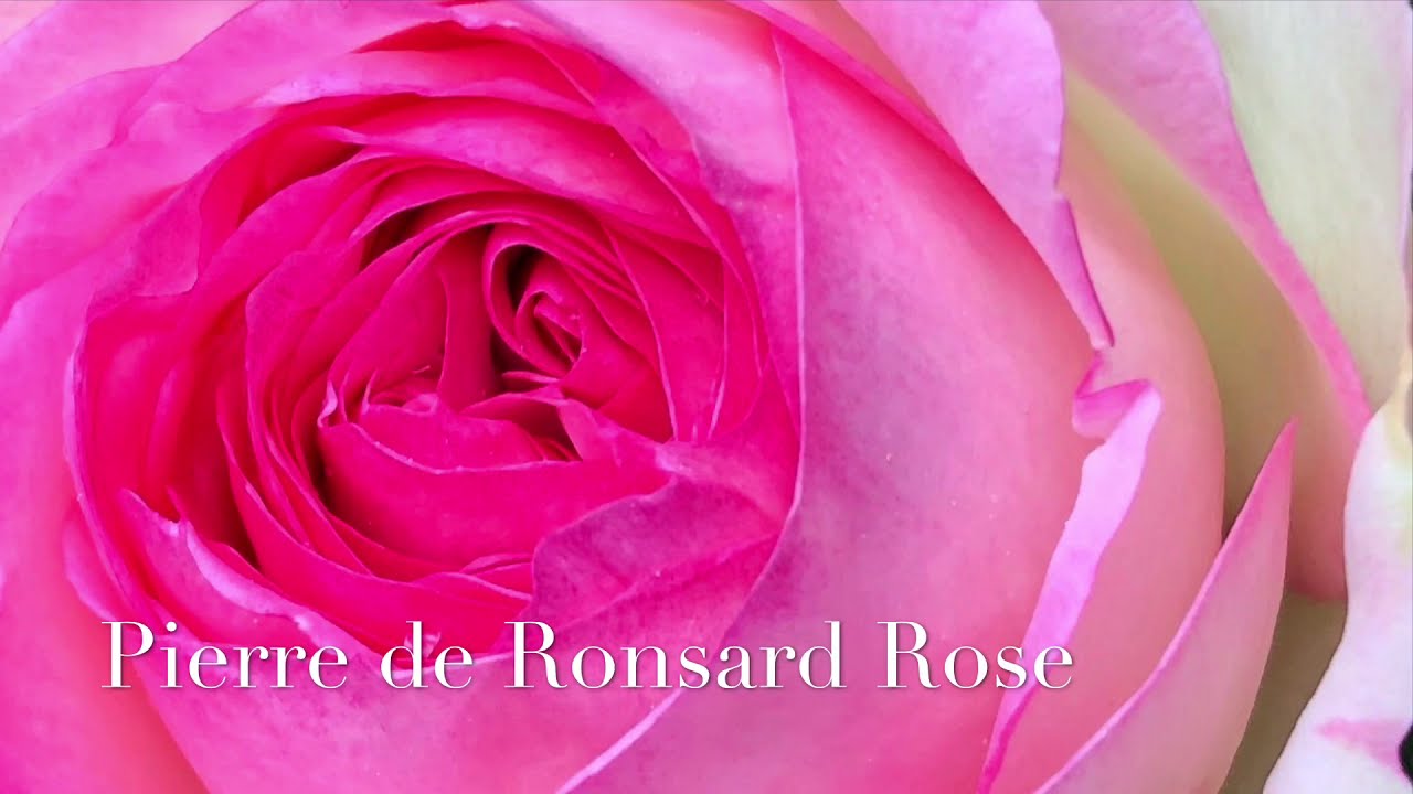 The Spectacular Eden Rose Pierre de Ronsard - YouTube