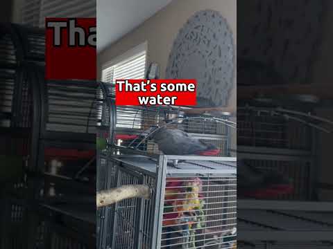 Video: Pappagalli come animali domestici - African Grey Parrot