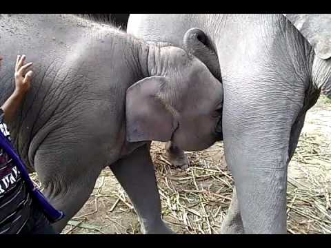 baby elephant drinking milk