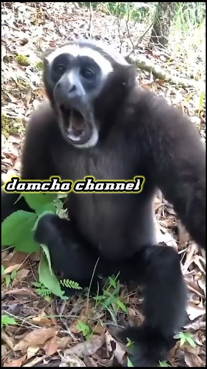 Ketika utang dan cicilan lunas #shorts #shortvideo #ketekputih #monyetlucu #monkey #hutang #monyet