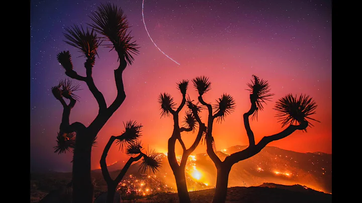 Sean Leach: Burned Joshua Trees, Erskine Fire (Stu...