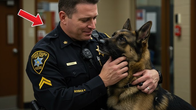 The K9 German Shepherd touched everyone's heart when he reunited with the  officer who saved his life - YouTube