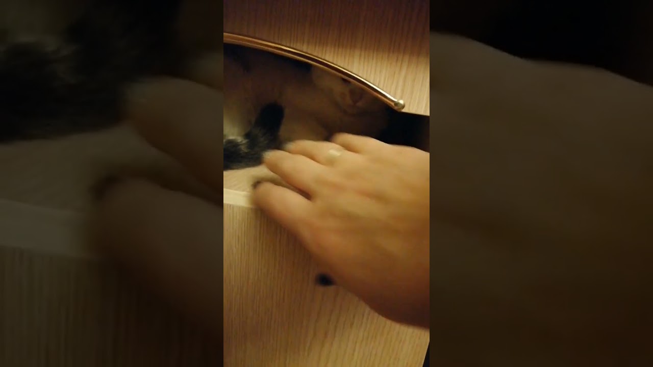 ARE FUNNY CATS UNFUNNY 2023?