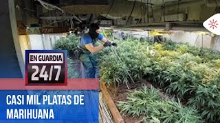 En Guardia 24/7 | La dificultad de desmantelar una plantación de marihuana en interior