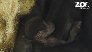 Baby Gorilla Born at Dublin Zoo