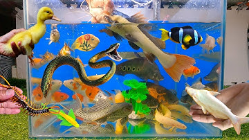 Tổng hợp các video cá cảnh đẹp, động vật dễ thương, cá nàng hai, trê panda, cá mập, cá rồng, vịt