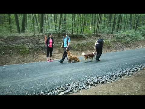 Video: 3 jednoduché tipy, jak zastavit svého psa z tahání na vodítku