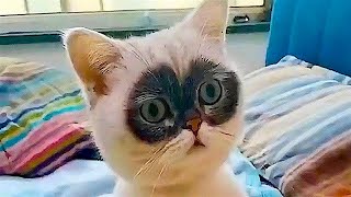 FUNNY CAT MEMES COMPILATION OF 2022 PART 74 