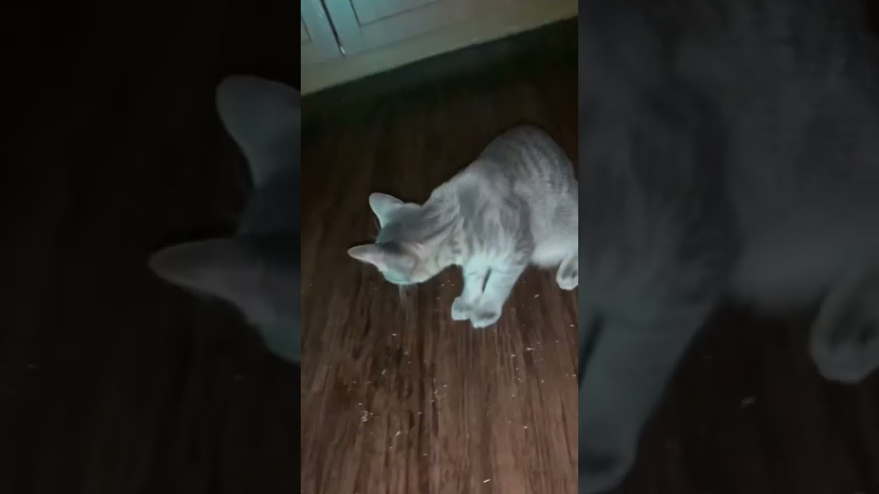 more rave kitty content! 